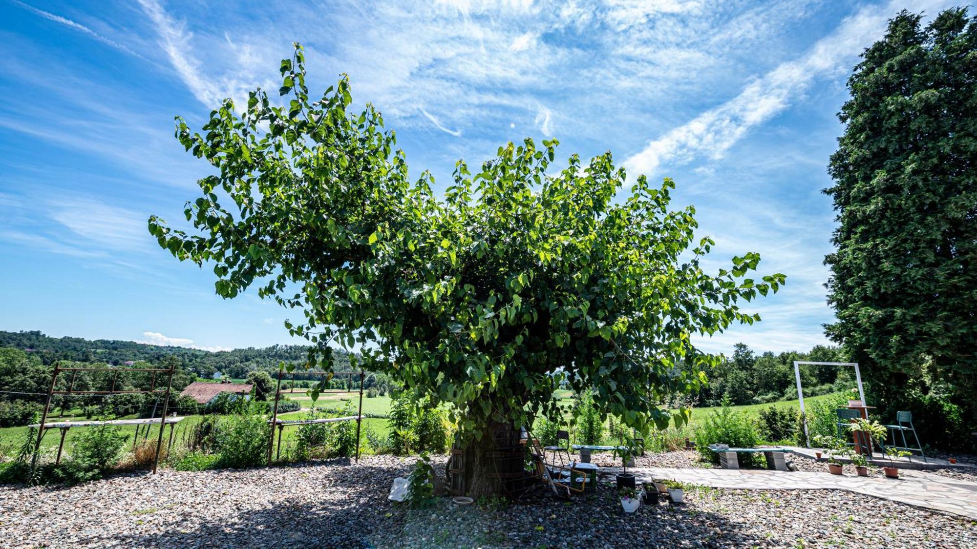 Suites Con Vista Panoramica E Home Restaurant - Pet Friendly Nel Monferrato Cortandone Kültér fotó